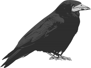 Raven PNG-71440